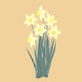 Big bunch of yellow narcissus with green leaves. Cartoon narcissus bouquet. Garden daffodil flower isolated on white