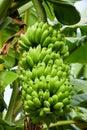 Big bunch of young green bananas growing in the tropical forest at the island Royalty Free Stock Photo