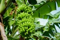 Big bunch of young green bananas growing in the tropical forest Royalty Free Stock Photo