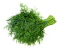 big bundle of fresh wet green dill herb cutout Royalty Free Stock Photo