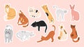 Big bundle of stickers with sleeping, funny, cute cats Royalty Free Stock Photo