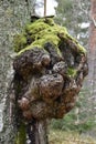 A Big Burl Royalty Free Stock Photo