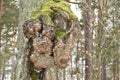 A Big Burl Royalty Free Stock Photo