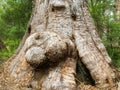 Big burls on Red Tingle tree at Walpole-Nornalup National Park,