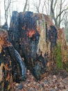 Big burnt stump in the forest