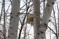 Big bush of blossoming mistletoe on a tree / Season of spring /