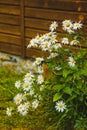Big bush daisies near the wooden house Royalty Free Stock Photo