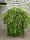 Big bush fern on the balcony Royalty Free Stock Photo