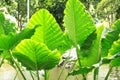 Big bush green tropical leaf - Giant Upright Elephant Ear, Night-scented Lily Alocasia Odora Royalty Free Stock Photo