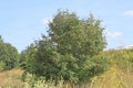 Big bush of a mountain ash with clusters of ripe berrie