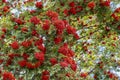 Big bush of mountain ash with red berries close-up. A tree with green foliage and ripe berries Royalty Free Stock Photo