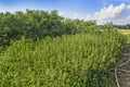 Big bush nettle Royalty Free Stock Photo