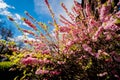 The big bush of pink flower hydrangea blooming in the garden Royalty Free Stock Photo