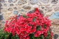 Big bush of an red azalea