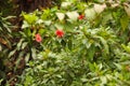 A big bush of red hibiscus flowers. Royalty Free Stock Photo