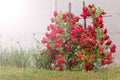 Big bush of red roses Royalty Free Stock Photo