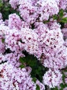 Big bush of rich lilac flowers in peak of spring blossom.