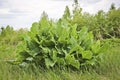 Big bush young Horseradish. Root vegetable used as a spice and prepared as a condiment