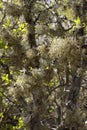 Big bushy lichen covering trees and bushes, European nature symbiosis Royalty Free Stock Photo