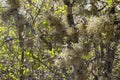 Big bushy lichen and moss covering trees and bushes, Europe Royalty Free Stock Photo