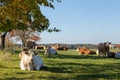 Big cows laying and resting on grass. Royalty Free Stock Photo