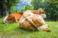 Big cows laying and resting on a green grass Royalty Free Stock Photo