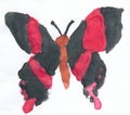 Big butterfly with black wings drawn on paper