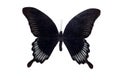 Big butterfly with black wings, isolate on white background, papilio ascalaphus
