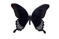 Big butterfly with black wings, isolate on white background, papilio ascalaphus Royalty Free Stock Photo