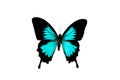 Big butterfly with blue wings, isolate on white background Royalty Free Stock Photo