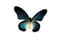 Big butterfly with blue wings, isolate on white background Royalty Free Stock Photo