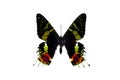 Big butterfly with colorful wings, isolate on white background Royalty Free Stock Photo