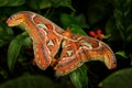 Big butterfly in the dark forest. Beautiful big butterfly, Giant Atlas Moth-aka, Attacus atlas in habitat, India. Wildlife from