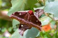 Big butterfly Gonimbrasia belina, emperor moth Madagascar Royalty Free Stock Photo