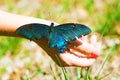 Big Butterfly sitting of a girl`s hand, bright swallowtail on the hand. Royalty Free Stock Photo