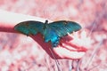 Big Butterfly sitting of a girl`s hand, bright swallowtail on the hand. Royalty Free Stock Photo