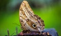 Big Butterfly Standing with its Wings Closed