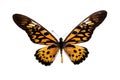 Big butterfly with yellow wings, isolate on white background, papilio antimachus