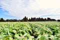 Big Cabbage farm in Japan Kagoshima