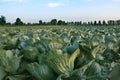 Big cabbage field Royalty Free Stock Photo