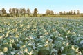 Big cabbage field Royalty Free Stock Photo