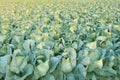 Big cabbage field background Royalty Free Stock Photo