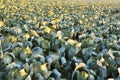 Big cabbage field background Royalty Free Stock Photo