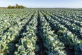 Big cabbage field Royalty Free Stock Photo
