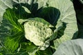 Big cabbage in the garden bad. Soft focus.