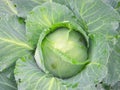 Big cabbage in the garden Royalty Free Stock Photo