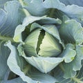 Big cabbage Royalty Free Stock Photo