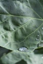 Big cabbage leaf in the garden with rain drop. Fresh green big cabbage leaf organic vegetables Royalty Free Stock Photo