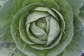 Big cabbage with leaves in the garden close Royalty Free Stock Photo