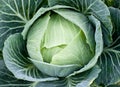 Big Cabbage on the mountain